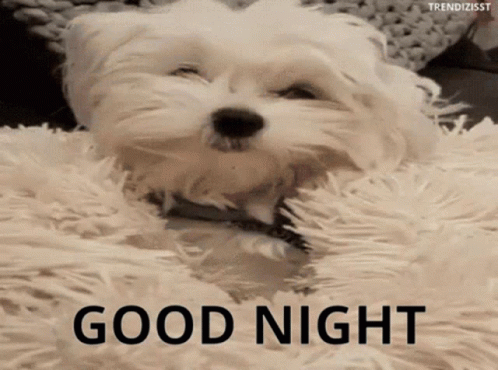 Good Night Cute GIF - GoodNight Cute Dog - Discover & Share GIFs