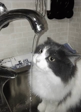 Cat Under Faucet Gifs Tenor Cat Drinking Gif Faucet Gifs