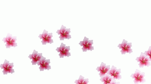 Transparent Background Flowers Hibiscus GIF