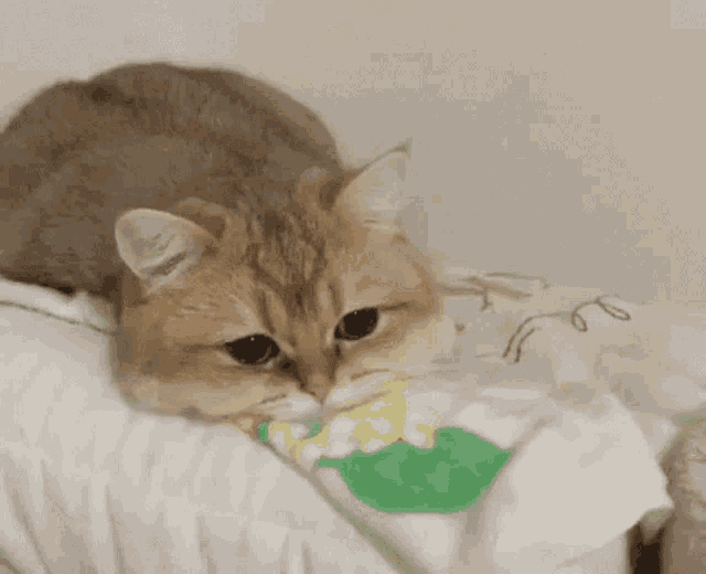Cats Cute Gif Cats Cute Cat Discover Share Gifs