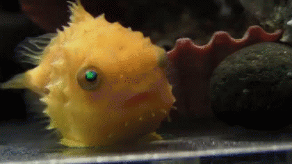 ポカーン 魚 え なに 可愛い Gif Surprise Fish What Discover Share Gifs ポカーン 魚 え なに 可愛い Gif Surprise Fish What Discover Share Gifs
