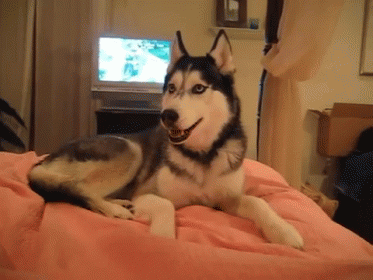 I Love You Gif Dog Discover Share Gifs