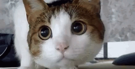 Tennis Watching GIF - Tennis Watching GIFs