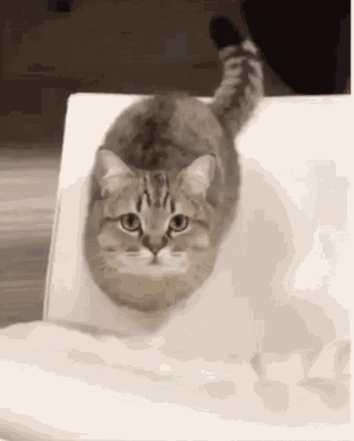 meow cats gif meow