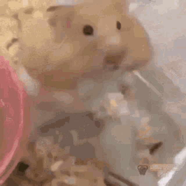 Happy Hamster GIF Happy Hamster Smile Discover & Share GIFs