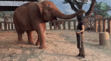 cute elephant gif cute elephant love discover share gifs