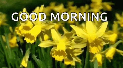 Good Morning Flowers GIF - GoodMorning Flowers Greetings - Discover ...