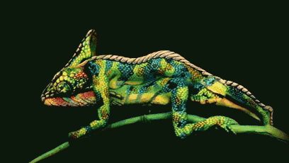 chameleons body gif chameleons body art discover share gifs