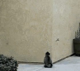 Cat Up A Wall - Wall GIF - Wall Cat Kitty - Discover &amp; Share GIFs