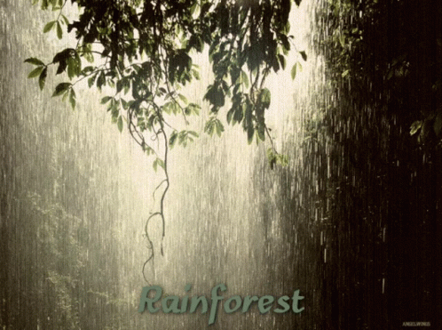 Rainforest GIF - Rainforest Rain GIF's