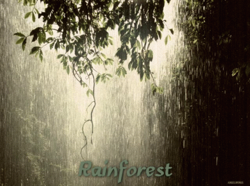 Rainforest Gif Gifs Tenor Rainforest Gif Gifs Tenor