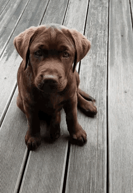 brown labrador puppy gif