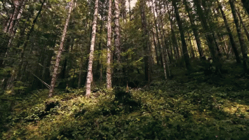 Through The Forest GIF - Extreme MountainBiking BikeRiding - Discover ...