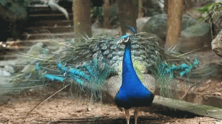 Peacock GIFs | Tenor