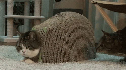 tenor.gif