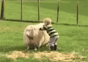 funny running sheep