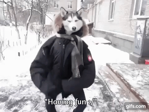sarcasm dog gif sarcasm