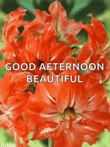 Good Afternoon Sparkles GIF - GoodAfternoon Sparkles Greetings ...
