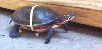 Skateboard Turtle GIF - Turtle Skateboard SpeedRacer GIFs