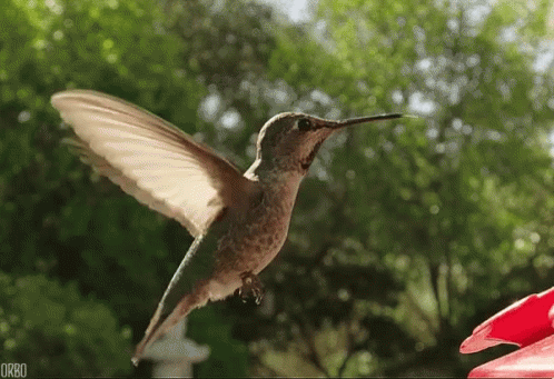 wild animals birds gif