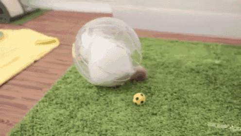 Cat Hamster Ball GIFs | Tenor