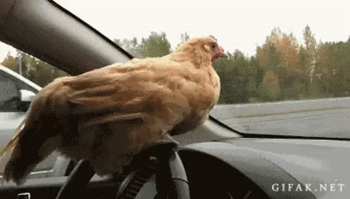 ninja chicken crossing road gif