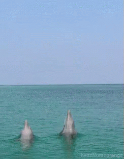 Sea Jumping GIF - Sea Jumping Dolphin - Discover & Share GIFs
