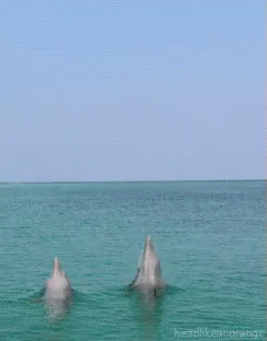 Sea Jumping GIF - Sea Jumping Dolphin - Discover & Share GIFs
