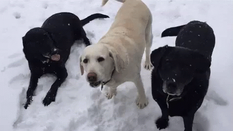 Labrador Retriever Gifs Tenor