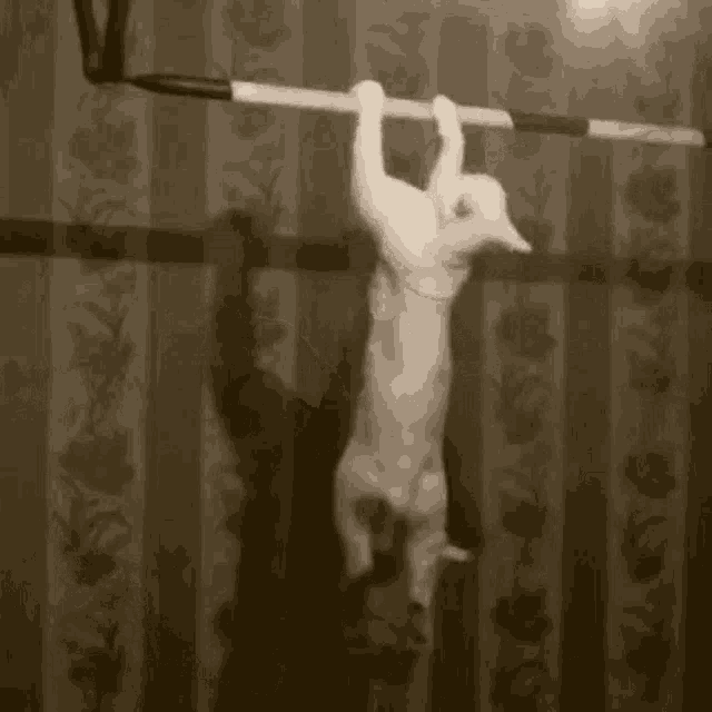 Cat Exercise GIF - Cat Exercise PullUp - Discover & Share GIFs