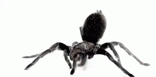 Spider GIF - Spider - Discover & Share GIFs