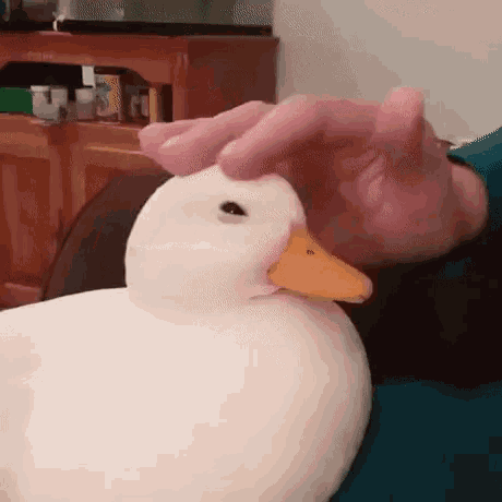 Cute Duck Cuddle GIF - CuteDuck Cuddle ItsOk GIFs