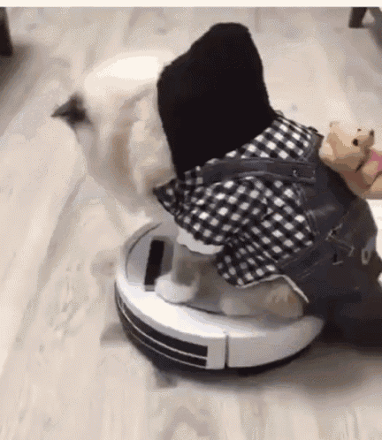 falldown cat gif falldown cat roomba discover share gifs