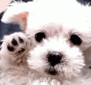Bye Dog Cute Dog GIF - ByeDog CuteDog GoodBye - Discover & Share GIFs