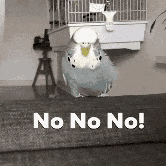 No Oh GIF - No Oh Hell - Discover & Share GIFs