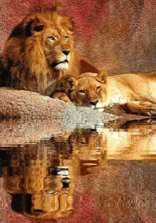 Hugging Lion Gif Hugging Lion Sleeping Discover Share Gifs