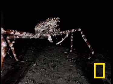 wallpapers Japanese Spider Crab Gif come with me gif spider crab spidercrab discover share gifs