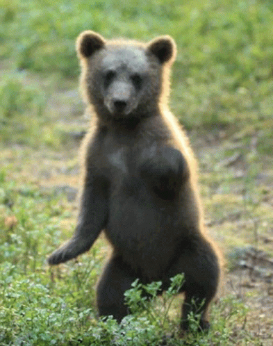 dancing bear porn