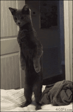 Cat Standing Up GIFs | Tenor