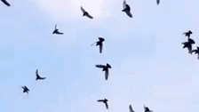 Birds Flying GIF Background