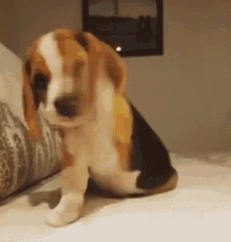 beagle gif beagle discover share gifs