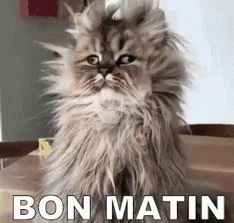 BON MATIN GIF - BonMatin GIFs