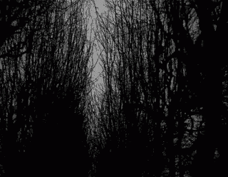 Forest Dark GIF - Forest Dark Gloomy - Discover & Share GIFs