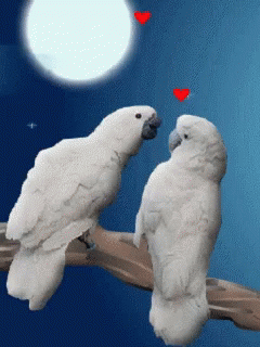 birds love birds gif