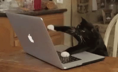 Keyboard mashing cat gif