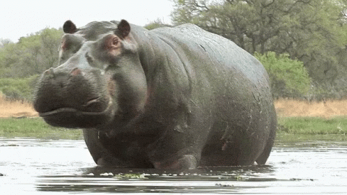 Image result for hippopotamus gif