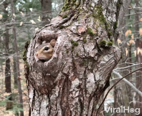 Hiding Squirrel Viralhog GIF - HidingSquirrel Viralhog Bye - Discover &  Share GIFs