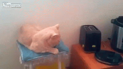 Toasters Are Scary GIF - Cat Toaster Scared GIFs