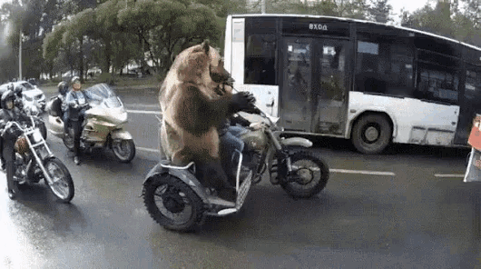 Funny Animals Grizzly Bear GIF - FunnyAnimals GrizzlyBear Bikers GIFs
