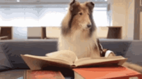 bookworm gif bookworm gif